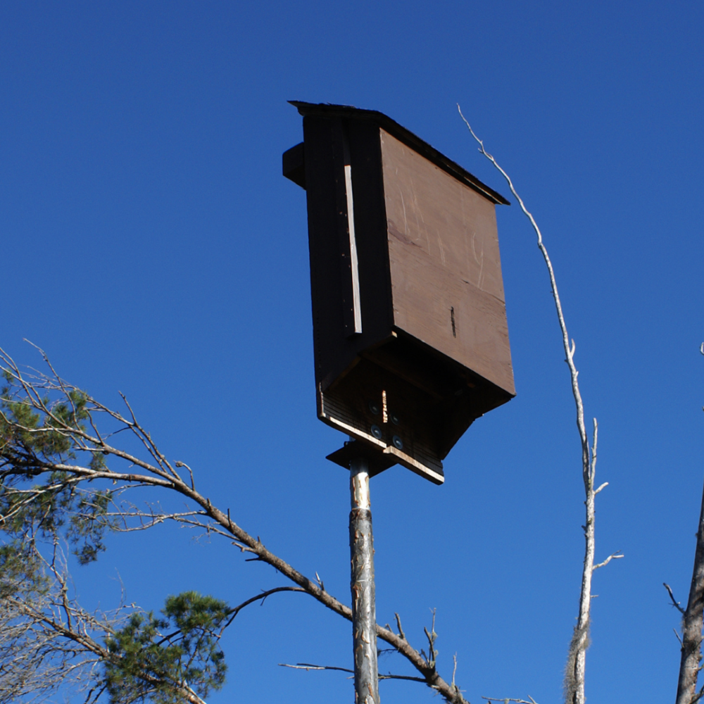 how-to-set-up-a-bat-house-in-your-yard-gulo-in-nature