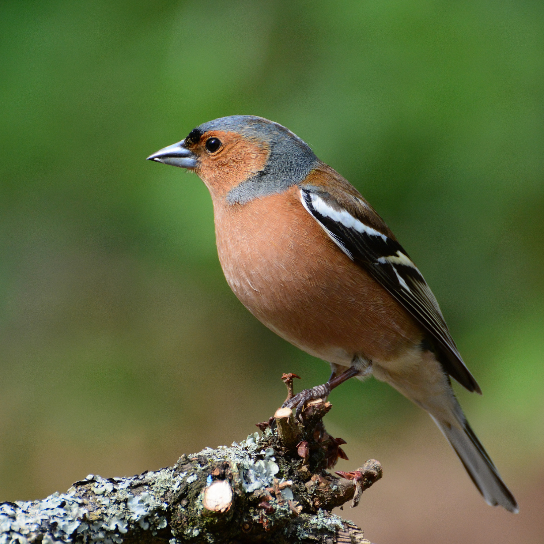 The 12 most common bird calls in movies and TV | Gulo in Nature