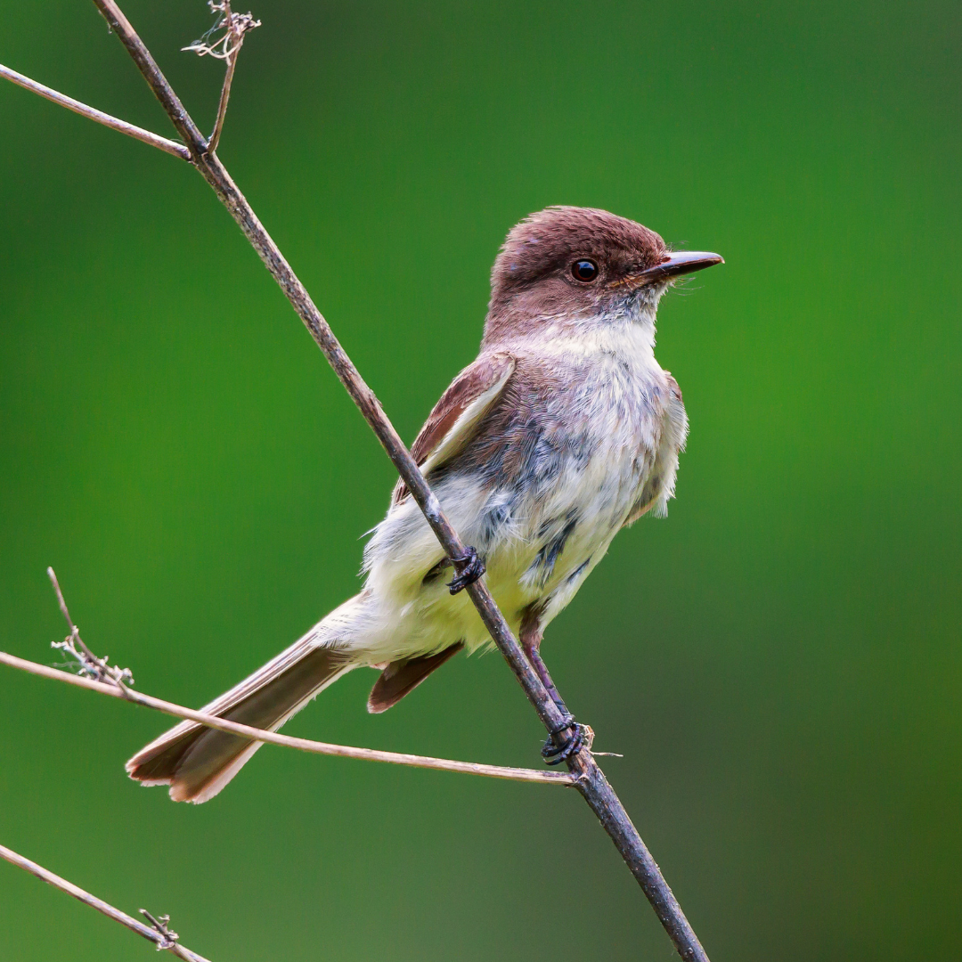 The 12 most common bird calls in movies and TV | Gulo in Nature