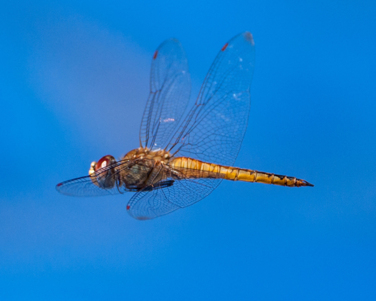 17 amazing facts about Dragonflies - Gulo in Nature