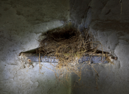 Frequently asked questions about birds' nests - Cottage Life