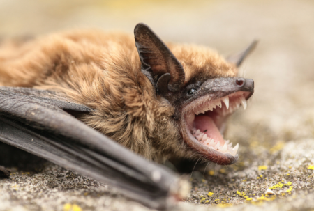 facts about bats