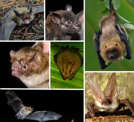 facts about bats