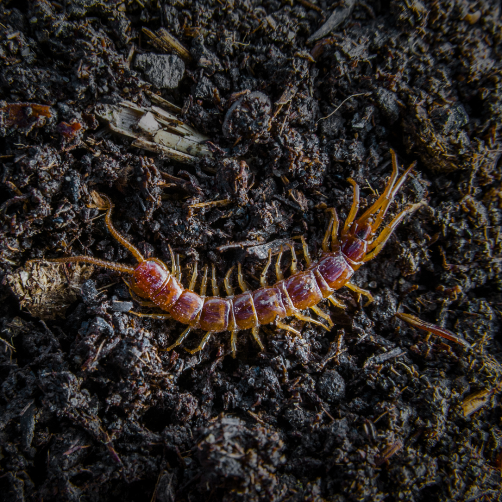 What’s the difference between millipedes and centipedes? Gulo in Nature