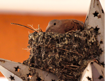 I found a nest near my house and want to observe it but I am worried about  disturbing it. Can you give me any advice?