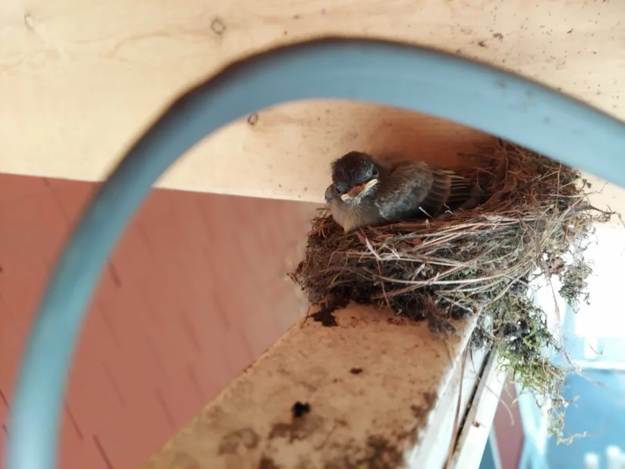 What to do if you find a bird nest at your house - Gulo in Nature