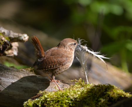 Frequently asked questions about birds' nests - Cottage Life