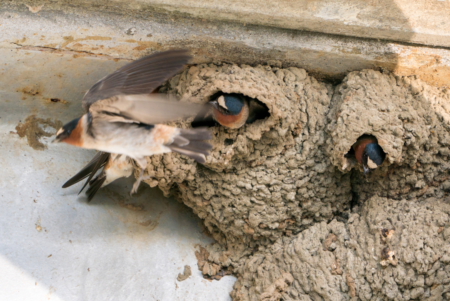 Frequently asked questions about birds' nests - Cottage Life