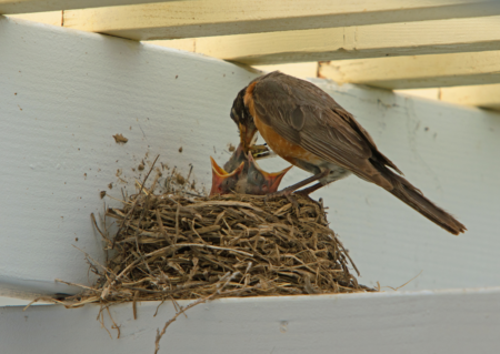 What to do if you find a baby bird - Gulo in Nature