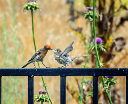 What to do if you find a bird nest at your house - Gulo in Nature