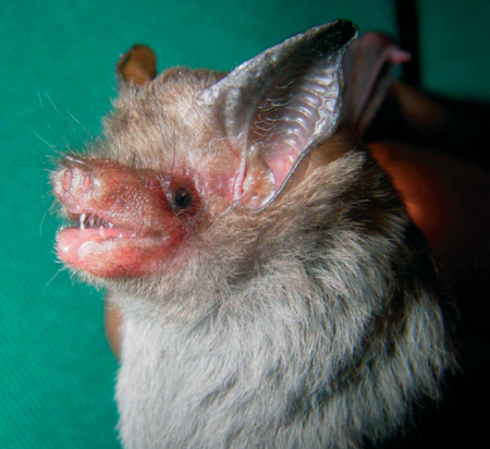 facts about bats