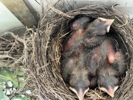 Frequently asked questions about birds' nests - Cottage Life