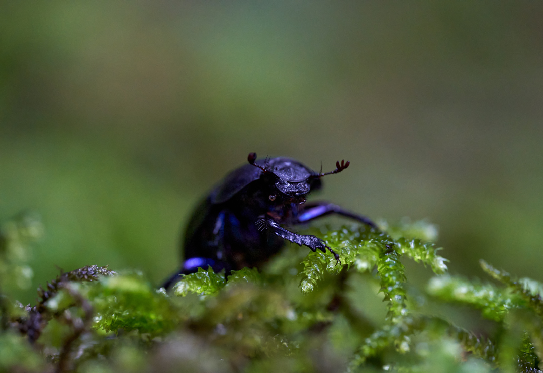 Moposes What are mosses? | Gulo in Nature