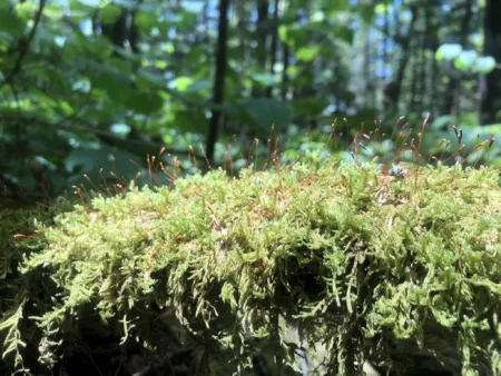 moss sporangia