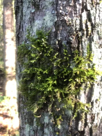 mosses on tree