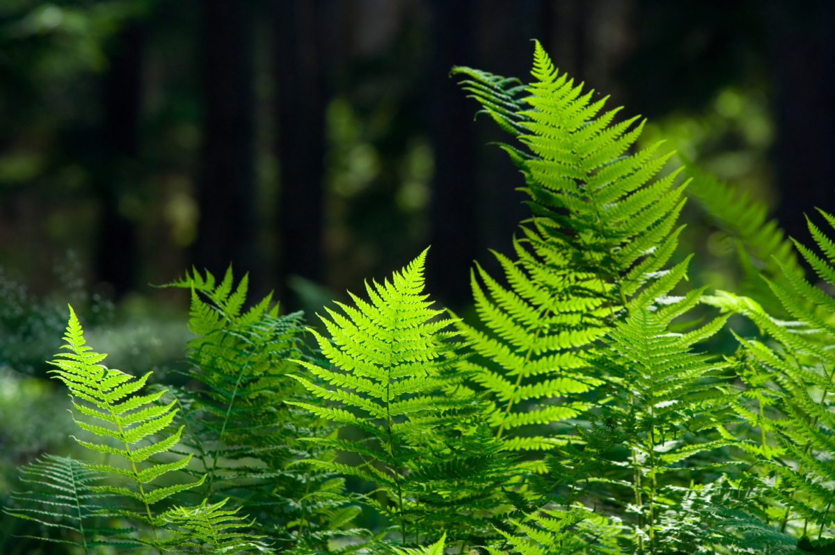 What are ferns? Fern facts Basic Info Gulo in Nature What are ferns? Fern facts Basic Info Gulo in Nature