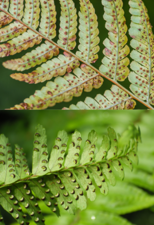 Fern sori on the underside of their pinnules