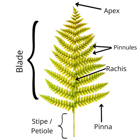 anatomy of a fern leaf
