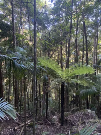 Treeferns that I found in Australia!