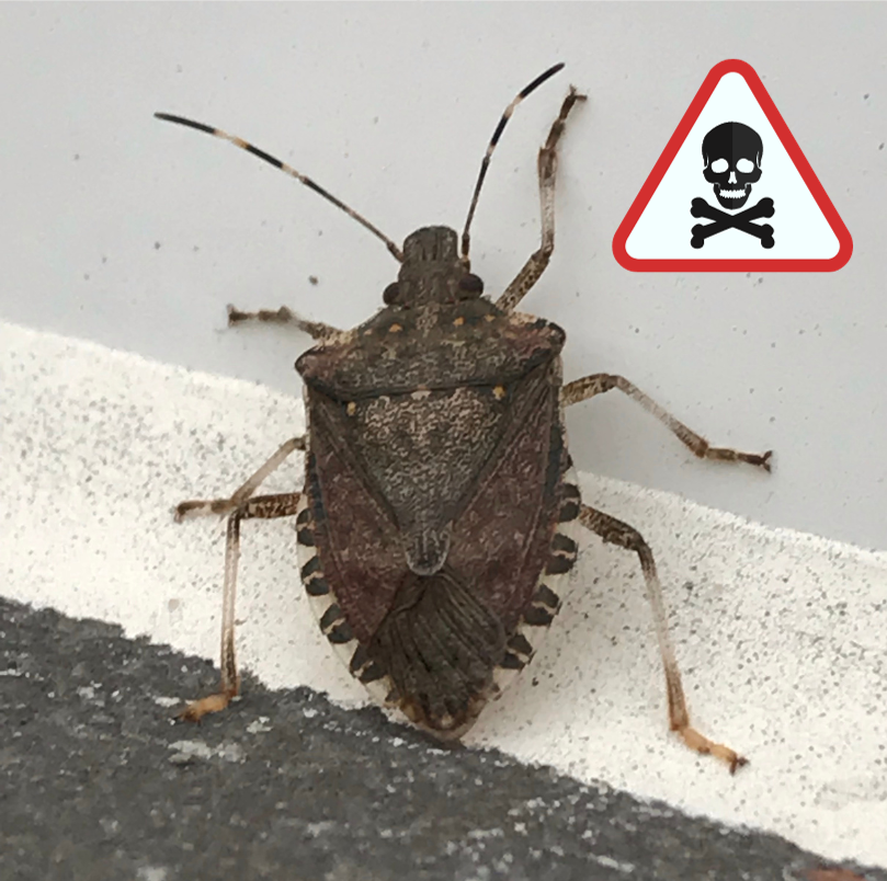 What do deals stink bugs eat