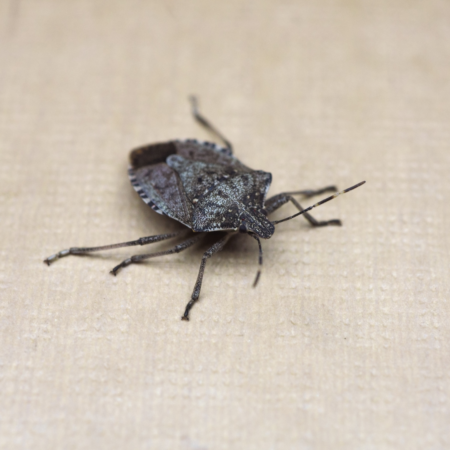 Are stink bugs poisonous? - Gulo in Nature