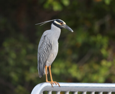 nature in florida