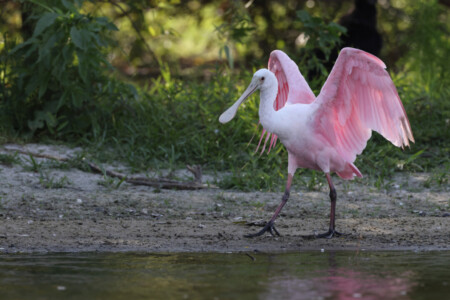 nature in florida