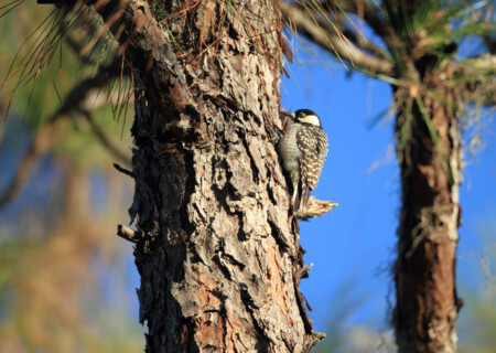nature in florida