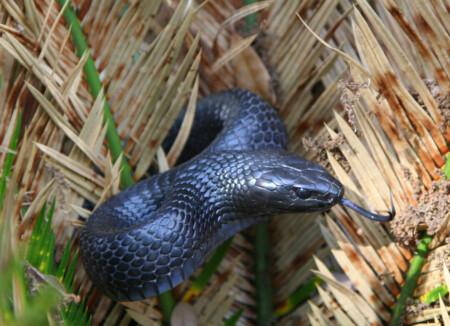 nature in florida