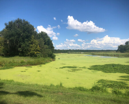 nature in florida
