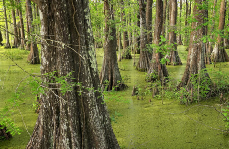 nature in florida