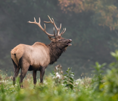 horns vs. antlers