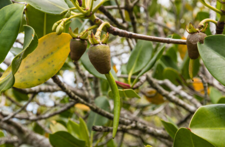 mangroves