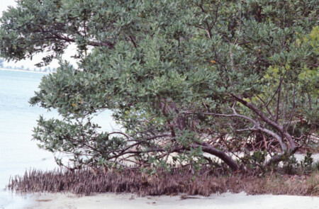 mangrove