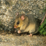 The 15 weirdest animals in Australia | Gulo in Nature