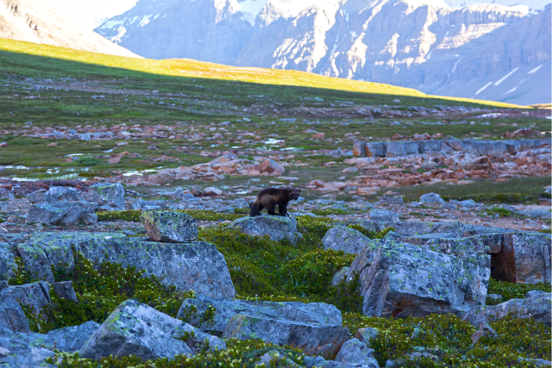 13 wild facts about wolverines | Gulo in Nature