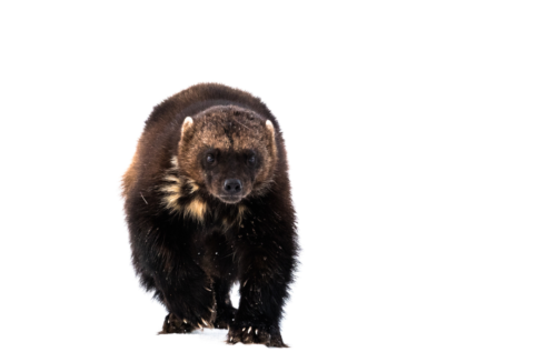 13 wild facts about wolverines | Gulo in Nature