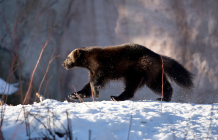 wolverines