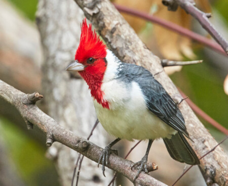 cardinals