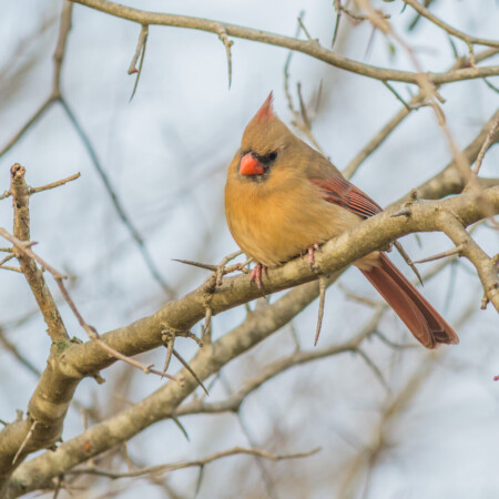 cardinals
