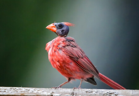 cardinals