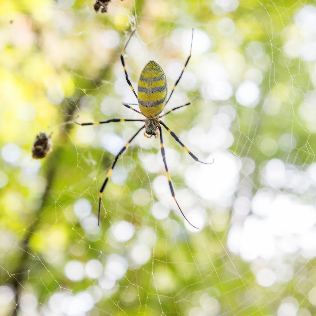 Are joro spiders invasive? - Gulo in Nature