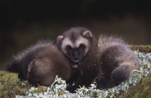 13 wild facts about wolverines | Gulo in Nature