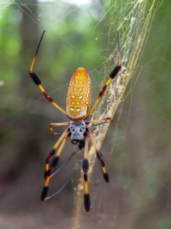 joro spiders