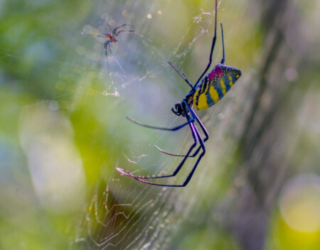 joro spiders