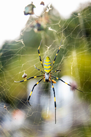 joro spiders