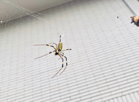 joro spider