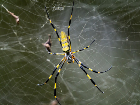 joro spider