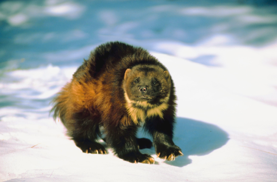 13 wild facts about wolverines | Gulo in Nature