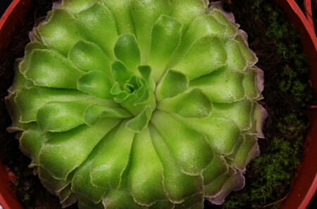 carnivorous plants Genlisea